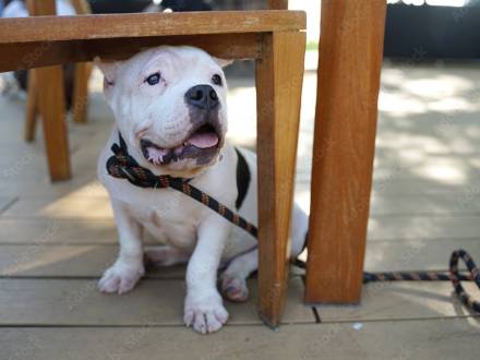 A photo of a white bull dog relaxing in the shade at a pet friendly restaurant, the dog is on a leash.