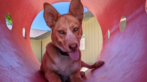 A brown-ish beige dog playing with a ball inside of a play tube, the dog's large ears are perked up and their tongue is out.