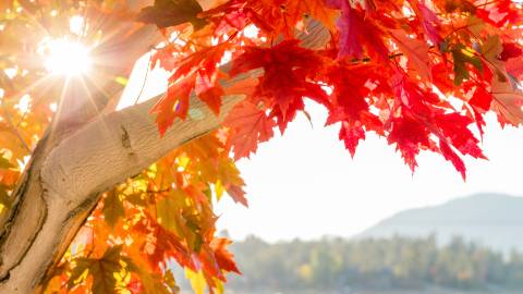 A photo of a tree with autumn leaves in Big Bear Lake, the sunshine glaring through the gaps in the branches of the tree.