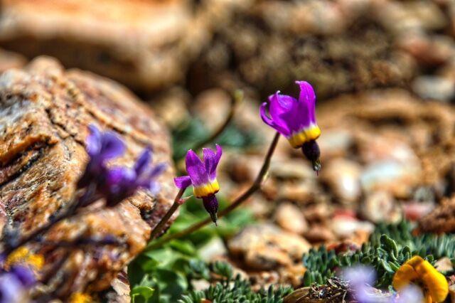 purple wildflowers bloom on the Pebble Plains during Spring in Big Bear