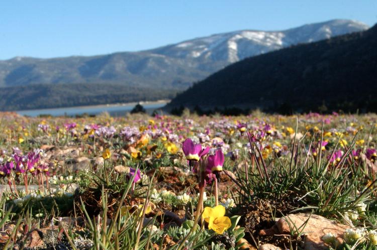Pebble plains flowers bloom in Big Bear