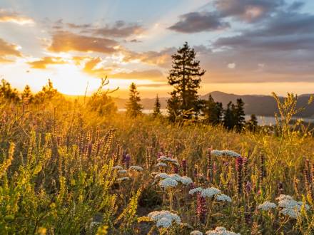 A photo of a bright sunset shining on a field in Big Bear Lake, the field is full of lush green plants and wildflowers.