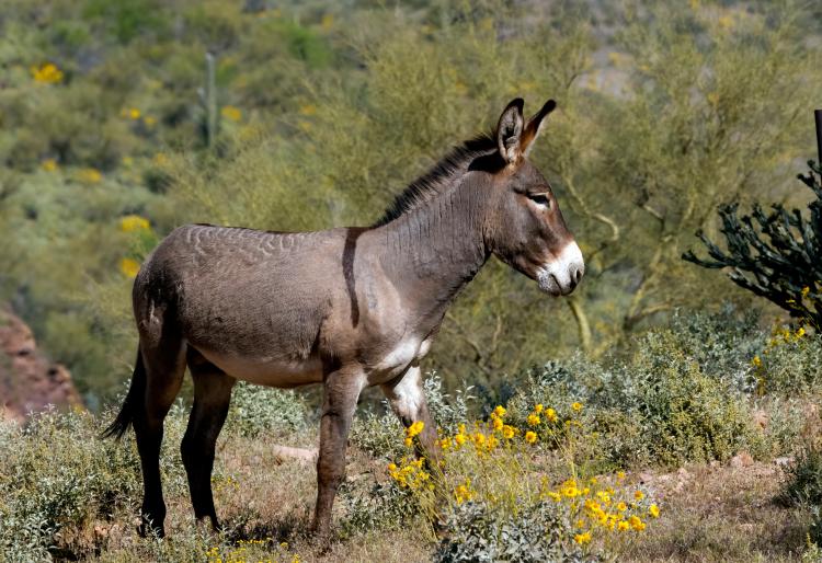 एक भूरे और स्लेटी रंग का गधा पहाड़ी परिदृश्य में खड़ा है। अग्रभूमि में पीले फूल दिखाई दे रहे हैं।