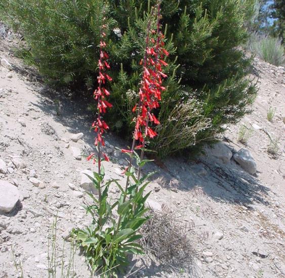 A picture of Big Bear's wildflowers, the flowers are on top of long green stems and are a vibrant red