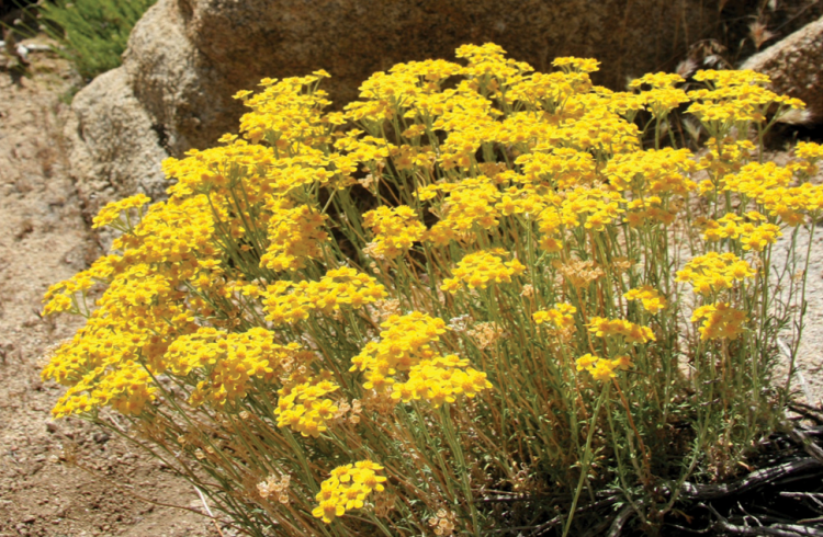 A picture of Big Bear's wildflowers, the flower is on top of long thin green stems bundled together, the petals are yellow.