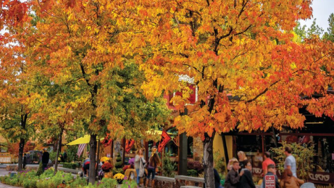 Trees with orange and yellow leaves in Big Bear Lake, CA