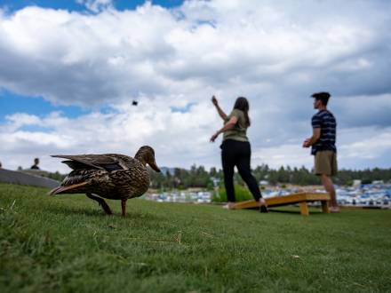 A family tosses a bean bag during a game at their Big Bear cabin. A duck walks by their game.